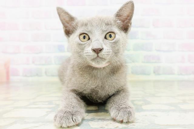 茨城県のロシアンブルー (Coo&RIKU筑西店/2026年5月25日生まれ/女の子/ブルー)の子猫の1枚目の画像