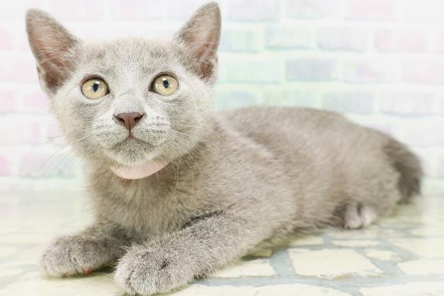 茨城県のロシアンブルー (Coo&RIKU筑西店/2026年5月25日生まれ/女の子/ブルー)の子猫の2枚目の画像