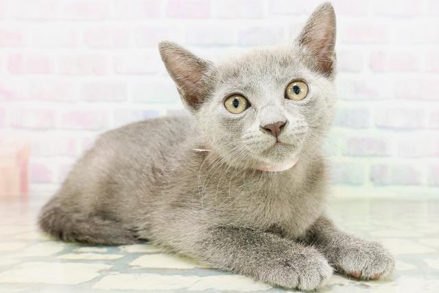 茨城県のロシアンブルー (Coo&RIKU筑西店/2026年5月25日生まれ/女の子/ブルー)の子猫の3枚目の画像