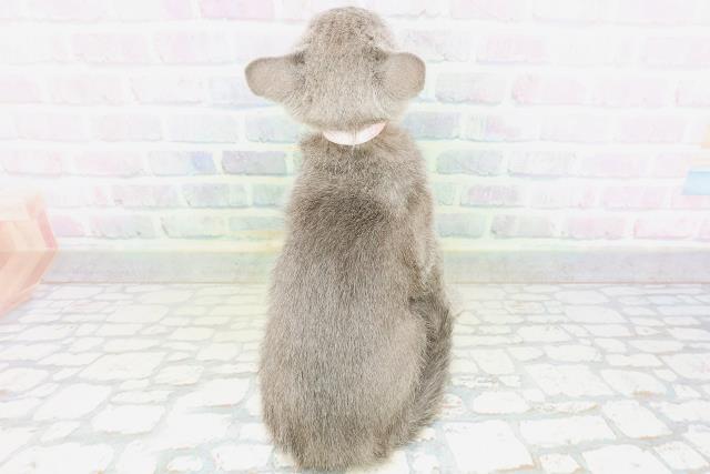 茨城県のロシアンブルー (Coo&RIKU筑西店/2026年5月25日生まれ/女の子/ブルー)の子猫の4枚目の画像