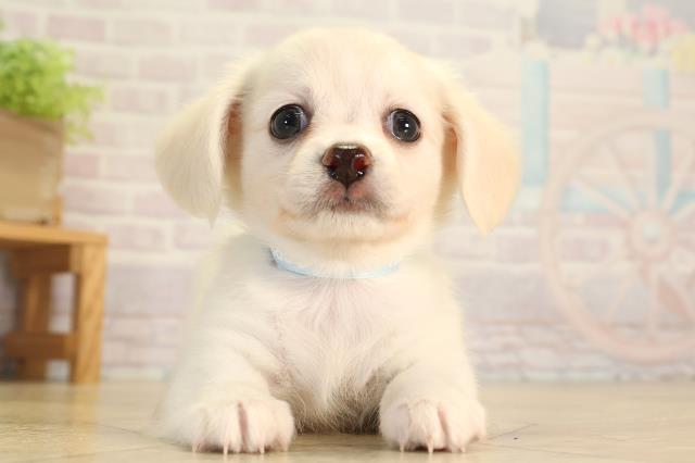 静岡県のハーフ犬・ミックス犬 (Coo&RIKU沼津店/2026年5月27日生まれ/男の子/クリーム)の子犬の1枚目の画像