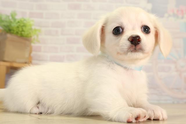 静岡県のハーフ犬・ミックス犬 (Coo&RIKU沼津店/2026年5月27日生まれ/男の子/クリーム)の子犬の2枚目の画像