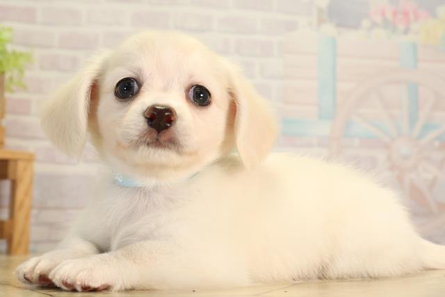 静岡県のハーフ犬・ミックス犬 (Coo&RIKU沼津店/2026年5月27日生まれ/男の子/クリーム)の子犬の3枚目の画像