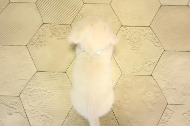 静岡県のハーフ犬・ミックス犬 (Coo&RIKU沼津店/2026年5月27日生まれ/男の子/クリーム)の子犬の4枚目の画像