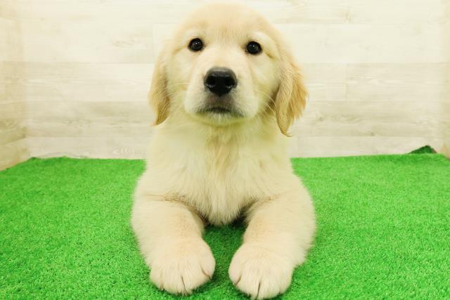 茨城県のゴールデンレトリバー (Coo&RIKU石岡店/2026年5月26日生まれ/男の子/ゴールド)の子犬の1枚目の画像