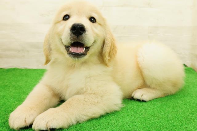 茨城県のゴールデンレトリバー (Coo&RIKU石岡店/2026年5月26日生まれ/男の子/ゴールド)の子犬の2枚目の画像