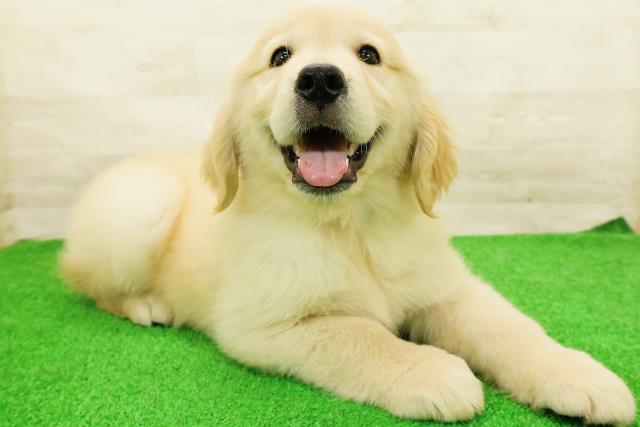 茨城県のゴールデンレトリバー (Coo&RIKU石岡店/2026年5月26日生まれ/男の子/ゴールド)の子犬の3枚目の画像