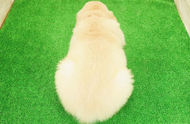 茨城県のゴールデンレトリバー (Coo&RIKU石岡店/2026年5月26日生まれ/男の子/ゴールド)の子犬の4枚目の画像