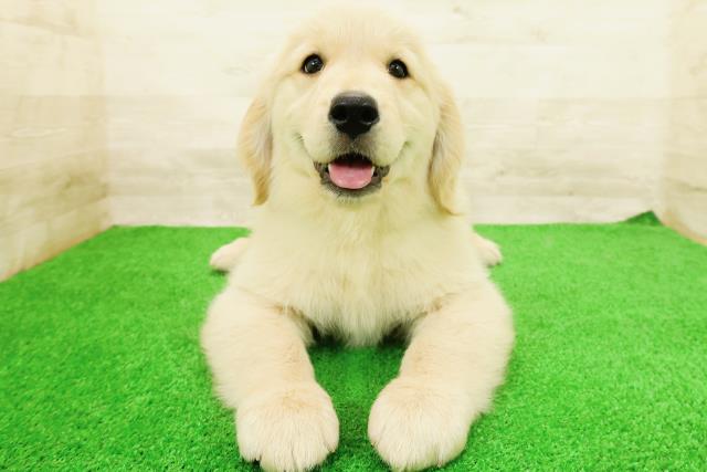 茨城県のゴールデンレトリバー (Coo&RIKU筑西店/2026年5月26日生まれ/女の子/ゴールド)の子犬の1枚目の画像