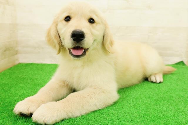 茨城県のゴールデンレトリバー (Coo&RIKU筑西店/2026年5月26日生まれ/女の子/ゴールド)の子犬の2枚目の画像