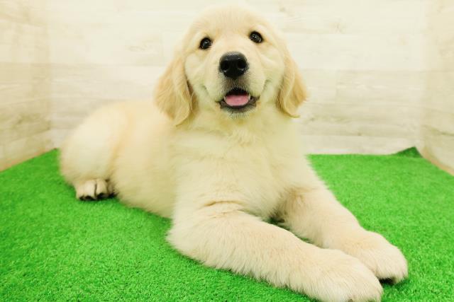 茨城県のゴールデンレトリバー (Coo&RIKU筑西店/2026年5月26日生まれ/女の子/ゴールド)の子犬の3枚目の画像