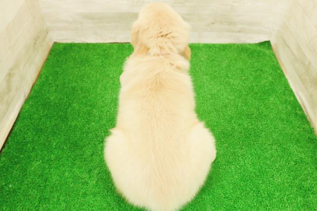 茨城県のゴールデンレトリバー (Coo&RIKU筑西店/2026年5月26日生まれ/女の子/ゴールド)の子犬の4枚目の画像