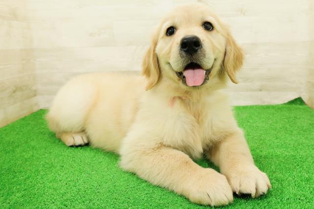 群馬県のゴールデンレトリバー (Coo&RIKU前橋店/2026年5月26日生まれ/女の子/ゴールド)の子犬の3枚目の画像