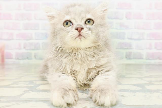 神奈川県のサイベリアン (Coo&RIKU小田原店/2026年5月23日生まれ/女の子/ブルータビー)の子猫の1枚目の画像