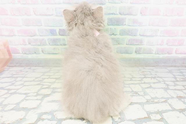 神奈川県のサイベリアン (Coo&RIKU小田原店/2026年5月23日生まれ/女の子/ブルータビー)の子猫の4枚目の画像