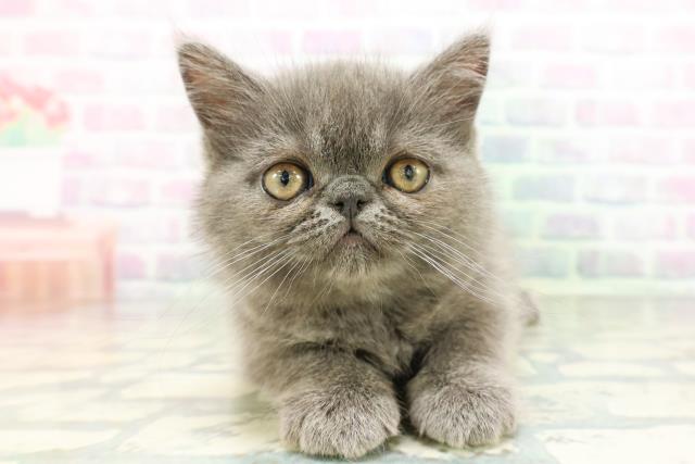 群馬県のエキゾチック (Coo&RIKU高崎店/2026年5月26日生まれ/女の子/ブルー)の子猫の1枚目の画像