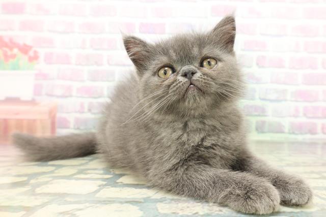 群馬県のエキゾチック (Coo&RIKU高崎店/2026年5月26日生まれ/女の子/ブルー)の子猫の3枚目の画像