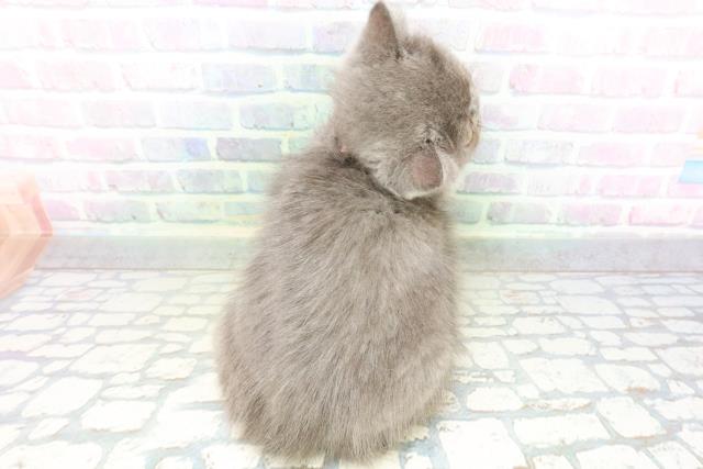 群馬県のエキゾチック (Coo&RIKU高崎店/2026年5月26日生まれ/女の子/ブルー)の子猫の4枚目の画像