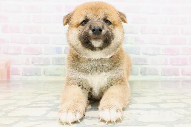 柴犬