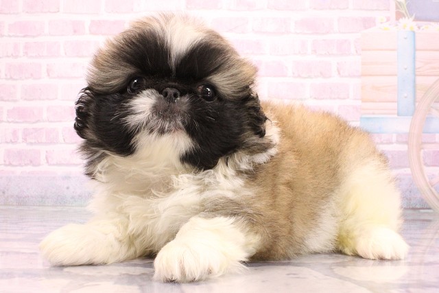 大阪府のペキニーズ (Coo&RIKU梅田店/2026年5月28日生まれ/女の子/フォーンホワイト)の子犬の3枚目の画像