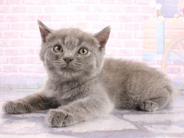 兵庫県のマンチカン (Coo&RIKU明石店/2026年5月10日生まれ/男の子/ブルー)の子猫の2枚目の画像