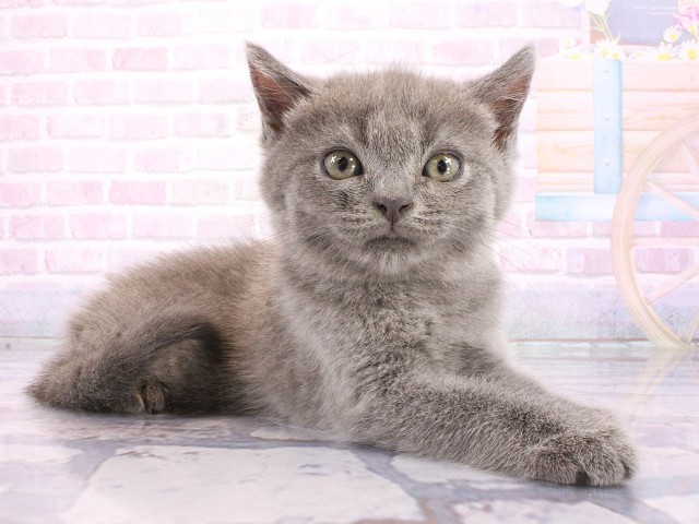 兵庫県のマンチカン (Coo&RIKU明石店/2026年5月10日生まれ/男の子/ブルー)の子猫の3枚目の画像