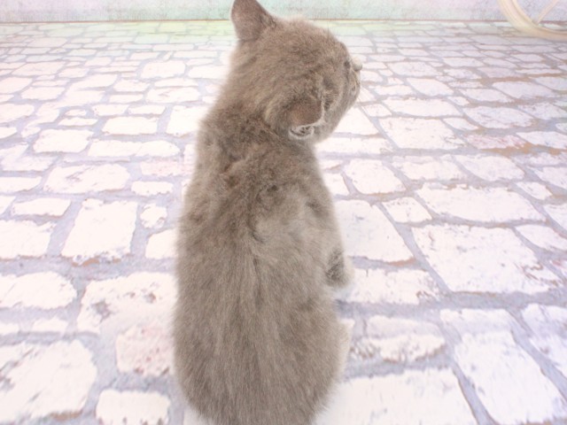 兵庫県のマンチカン (Coo&RIKU明石店/2026年5月10日生まれ/男の子/ブルー)の子猫の4枚目の画像