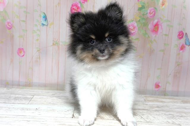 北海道のポメラニアン (Coo&RIKU札幌東店/2026年5月27日生まれ/女の子/ブラックタンホワイト)の子犬の1枚目の画像