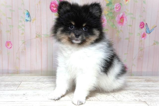 北海道のポメラニアン (Coo&RIKU札幌東店/2026年5月27日生まれ/女の子/ブラックタンホワイト)の子犬の2枚目の画像