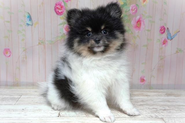 北海道のポメラニアン (Coo&RIKU札幌東店/2026年5月27日生まれ/女の子/ブラックタンホワイト)の子犬の3枚目の画像