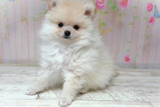 埼玉県のポメラニアン (Coo&RIKU春日部店/2026年5月27日生まれ/女の子/クリーム)の子犬の2枚目の画像