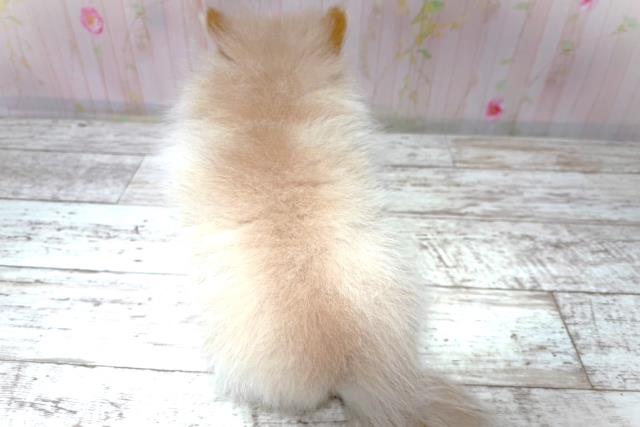 埼玉県のポメラニアン (Coo&RIKU春日部店/2026年5月27日生まれ/女の子/クリーム)の子犬の4枚目の画像