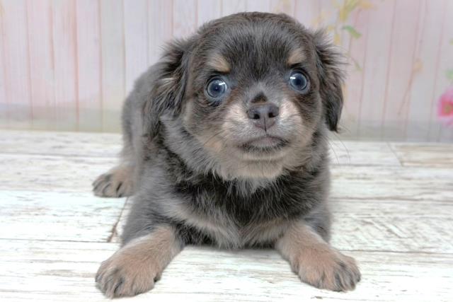 東京都のチワワ(ロング) (Coo&RIKU立川店/2026年5月30日生まれ/男の子/ブルーフォーン)の子犬の1枚目の画像