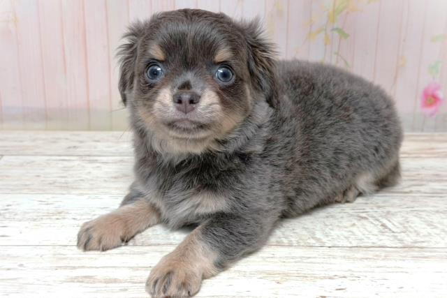 東京都のチワワ(ロング) (Coo&RIKU立川店/2026年5月30日生まれ/男の子/ブルーフォーン)の子犬の2枚目の画像