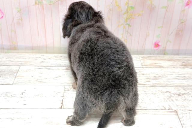 東京都のチワワ(ロング) (Coo&RIKU立川店/2026年5月30日生まれ/男の子/ブルーフォーン)の子犬の4枚目の画像