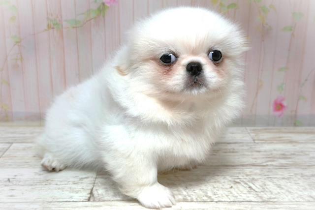 北海道のペキニーズ (Coo&RIKU札幌東店/2026年5月28日生まれ/女の子/ホワイト)の子犬の3枚目の画像