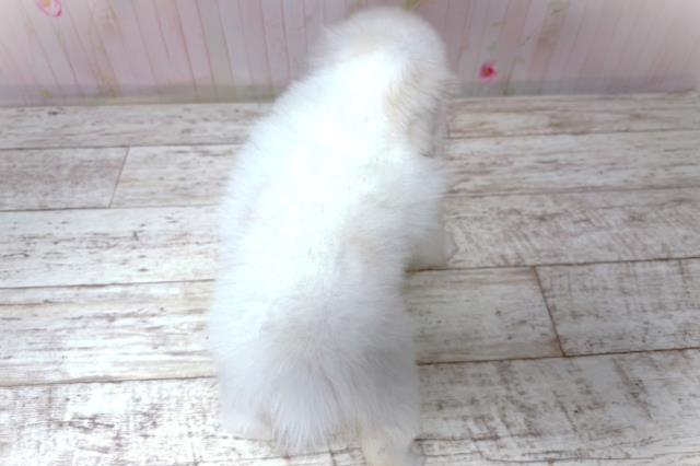 北海道のペキニーズ (Coo&RIKU札幌東店/2026年5月28日生まれ/女の子/ホワイト)の子犬の4枚目の画像