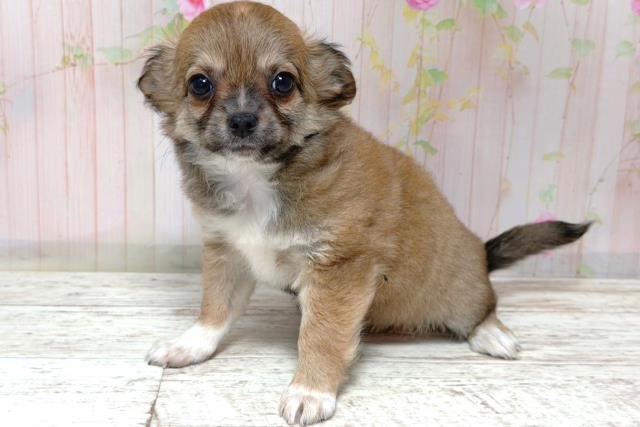 埼玉県のチワワ(ロング) (Coo&RIKU川越店/2026年5月25日生まれ/女の子/セーブルホワイト)の子犬の2枚目の画像