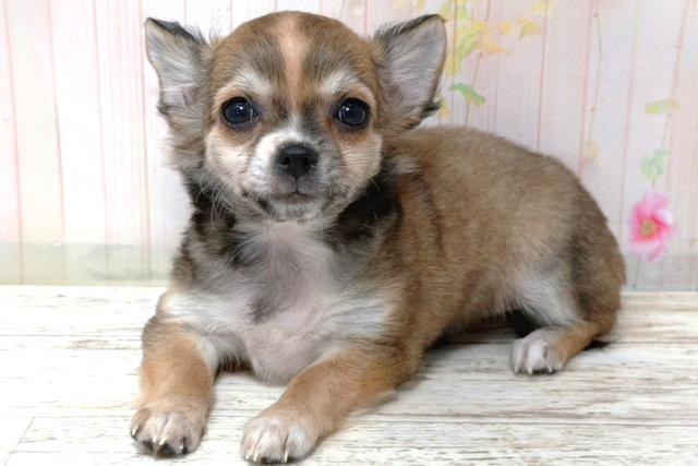 埼玉県のチワワ(ロング) (Coo&RIKU大宮店/2026年5月25日生まれ/女の子/セーブルホワイト)の子犬の2枚目の画像