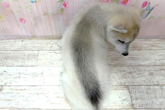 山梨県のシベリアンハスキー (Coo&RIKU甲府昭和通り店/2026年5月29日生まれ/男の子/シルバーホワイト)の子犬の4枚目の画像