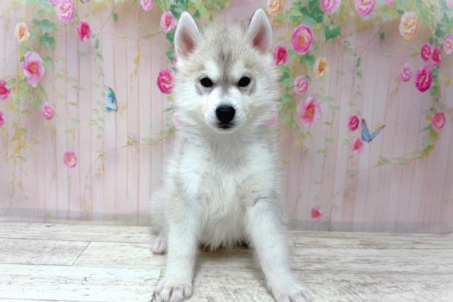 北海道のシベリアンハスキー (Coo&RIKU室蘭店/2026年5月29日生まれ/女の子/シルバーホワイト)の子犬の1枚目の画像