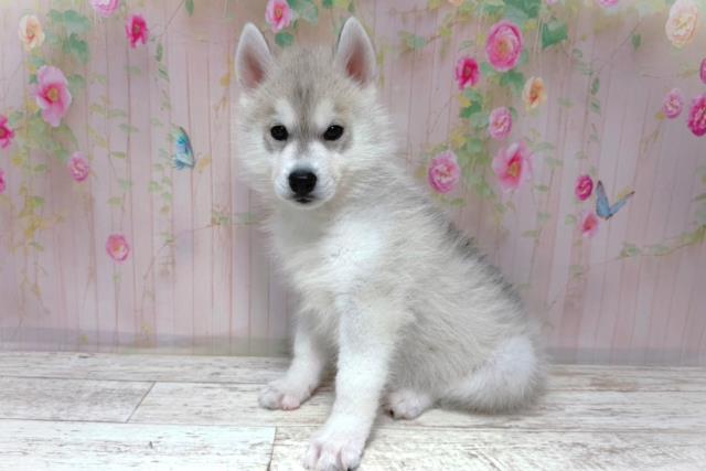 北海道のシベリアンハスキー (Coo&RIKU室蘭店/2026年5月29日生まれ/女の子/シルバーホワイト)の子犬の2枚目の画像