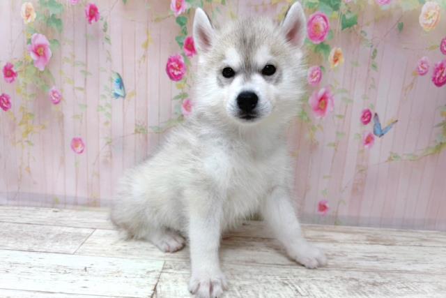 北海道のシベリアンハスキー (Coo&RIKU室蘭店/2026年5月29日生まれ/女の子/シルバーホワイト)の子犬の3枚目の画像