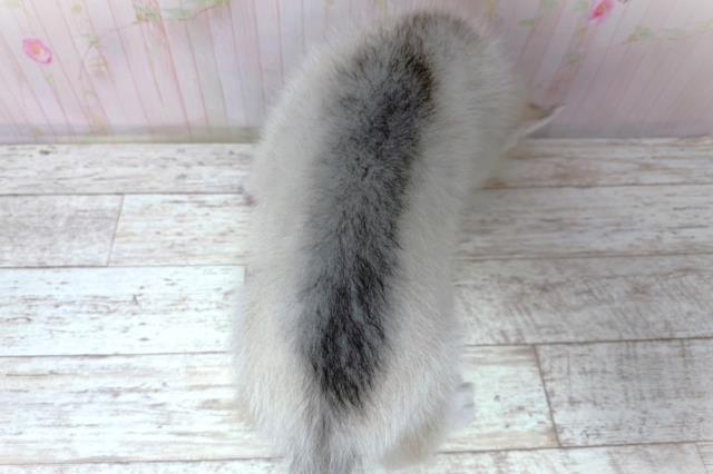 北海道のシベリアンハスキー (Coo&RIKU室蘭店/2026年5月29日生まれ/女の子/シルバーホワイト)の子犬の4枚目の画像