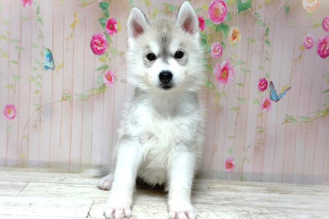 埼玉県のシベリアンハスキー (Coo&RIKU大宮店/2026年5月29日生まれ/女の子/シルバーホワイト)の子犬の1枚目の画像