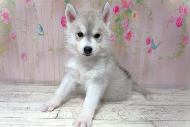 埼玉県のシベリアンハスキー (Coo&RIKU大宮店/2026年5月29日生まれ/女の子/シルバーホワイト)の子犬の2枚目の画像