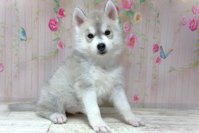 埼玉県のシベリアンハスキー (Coo&RIKU大宮店/2026年5月29日生まれ/女の子/シルバーホワイト)の子犬の3枚目の画像