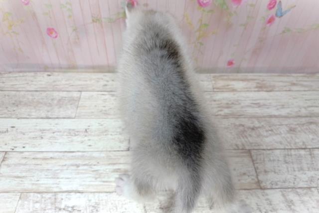 埼玉県のシベリアンハスキー (Coo&RIKU大宮店/2026年5月29日生まれ/女の子/シルバーホワイト)の子犬の4枚目の画像