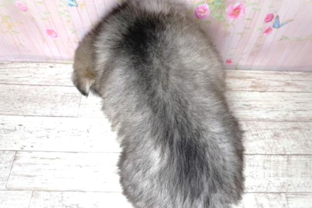 埼玉県のアラスカンマラミュート (Coo&RIKU桶川店/2026年5月29日生まれ/女の子/ウルフグレーホワイト)の子犬の4枚目の画像