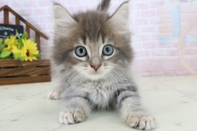 愛媛県のサイベリアン (Coo&RIKU大洲店/2026年5月29日生まれ/男の子/ブルータビー)の子猫の1枚目の画像